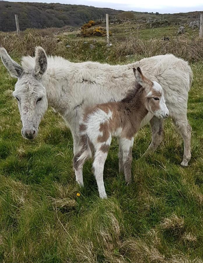 Granny Dens Villa Donegal Town Dış mekan fotoğraf